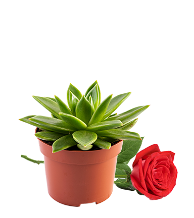 Flowers  & Plants